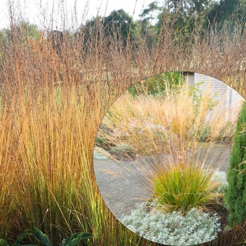 Molinia caerulea 'Moorflamme' - Harilik sinihelmikas 'Moorflamme' P9/0,55L